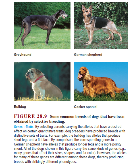 Greyhound
German shepherd
Bulldog
Cocker spaniel
FIGURE 28.9 Some common breeds of dogs that have been
obtained by selective breeding.
Genes-Traits By selecting parents carrying the alleles that have a desired
effect on certain quantitative traits, dog breeders have produced breeds with
distinctive sets of traits. For example, the bulldog has alleles that produce
short legs and a flat face. By comparison, the corresponding genes in a
German shepherd have alleles that produce longer legs and a more pointy
snout. All of the dogs shown in this figure carry the same kinds of genes (e.g.,
many genes that affect their sizes, shapes, and fur color). However, the alleles
for many of these genes are different among these dogs, thereby producing
breeds with strikingly different phenotypes.
