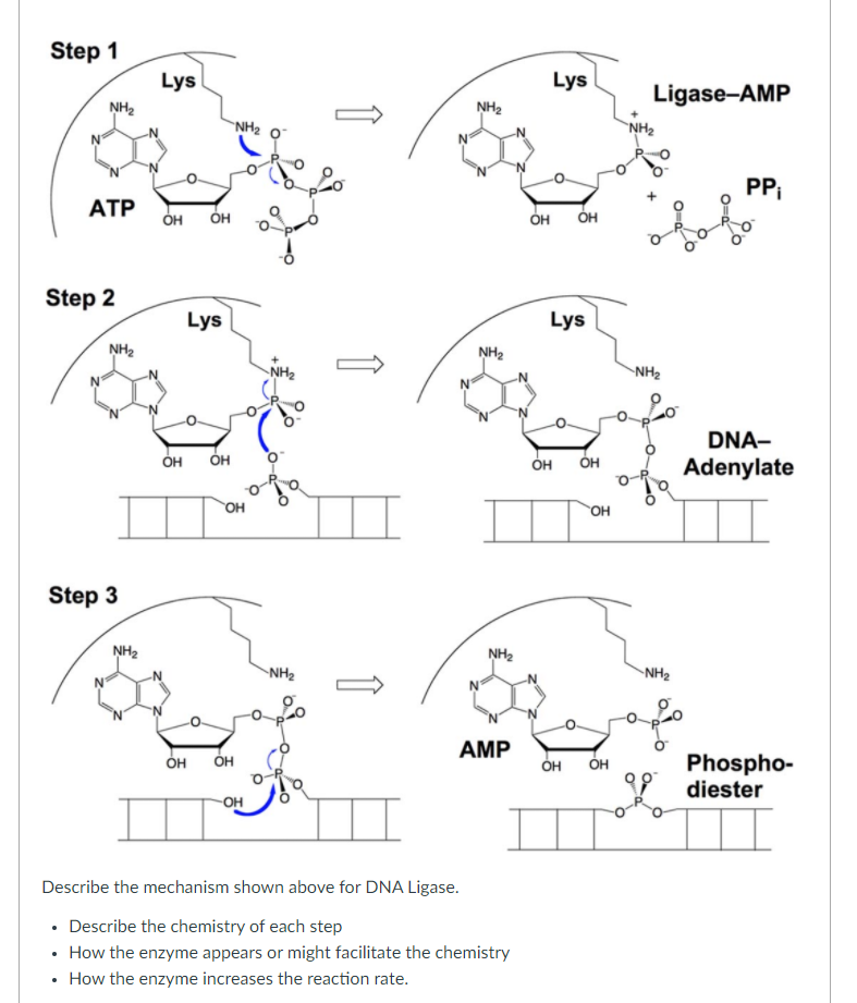 Step 1
Lys
Lys
Ligase-AMP
NH2
NH2
NH2
`NH2
PP
АТР
он
он
OH
Step 2
Lys
Lys
NH2
NH2
NH2
NH2
DNA-
OH
OH
Adenylate
OH
OH
HO.
Step 3
NH2
NH2
NH2
NH2
AMP
Phospho-
diester
OH
OH
OH
OH
OH
Describe the mechanism shown above for DNA Ligase.
Describe the chemistry of each step
How the enzyme appears or might facilitate the chemistry
How the enzyme increases the reaction rate.
