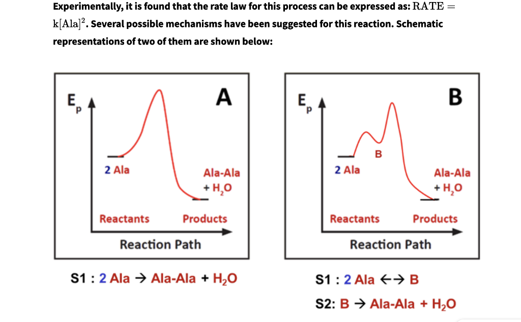 Experimentally, it is found that the rate law for this process can be expressed as: RATE =
k[Ala] ². Several possible mechanisms have been suggested for this reaction. Schematic
representations
of two of them are shown below:
E₁
2 Ala
Reactants
A
Reaction Path
Ala-Ala
+ H₂O
Products
S1: 2 Ala → Ala-Ala + H₂O
E₁
2 Ala
B
Reactants
B
Reaction Path
Ala-Ala
+ H₂O
Products
S1: 2 Ala B
S2: B → Ala-Ala + H₂O