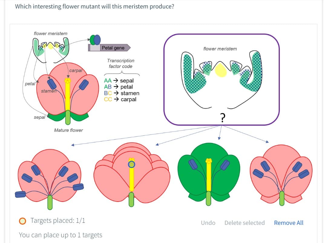 Which interesting flower mutant will this meristem produce?
flower meristem
petal
stamen
sepal
carpal
Mature flower
Petal gene
Targets placed: 1/1
You can place up to 1 targets
Transcription
factor code
AA → sepal
AB → petal
BC
stamen
CC → carpal
flower meristem
?
Undo Delete selected
Remove All