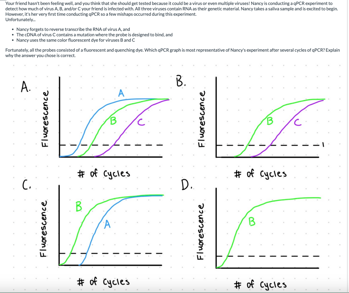 Your friend hasn't been feeling well, and you think that she should get tested because it could be a virus or even multiple viruses! Nancy is conducting a qPCR experiment to
detect how much of virus A, B, and/or C your friend is infected with. All three viruses contain RNA as their genetic material. Nancy takes a saliva sample and is excited to begin.
However, it's her very first time conducting qPCR so a few mishaps occurred during this experiment.
Unfortunately...
●
Nancy forgets to reverse transcribe the RNA of virus A, and
• The cDNA of virus C contains a mutation where the probe is designed to bind, and
• Nancy uses the same color fluorescent dye for viruses B and C
Fortunately, all the probes consisted of a fluorescent and quenching dye. Which qPCR graph is most representative of Nancy's experiment after several cycles of qPCR? Explain
why the answer you chose is correct.
A.
(₁
Fluorescence
B
B
# of Cycles
A
A
# of Cycles
с
B.
D.
Fluorescence
B
# of Cycles
B
# of Cycles
с