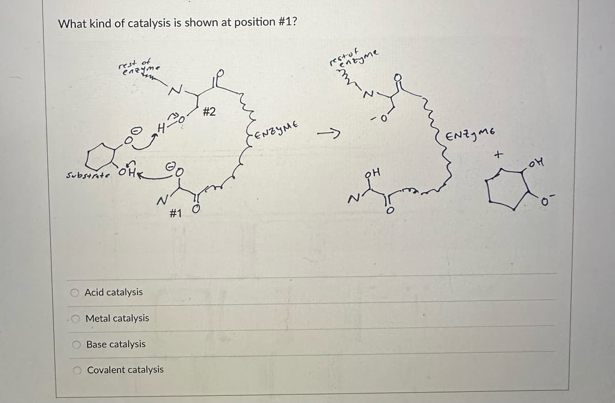 What kind of catalysis is shown at position #1?
Substrate
rest
enzyme
Acid catalysis
Metal catalysis
O Base catalysis
O Covalent catalysis
#1 O
#2
ENZYME
rest of
целкуме
ENZYME
+
Ho