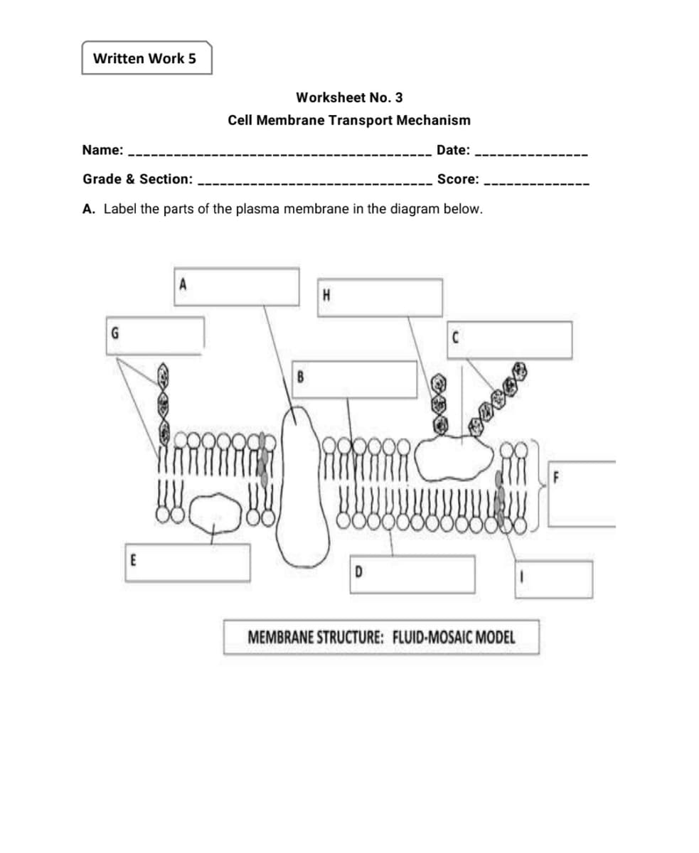 Written Work 5
Worksheet No. 3
Cell Membrane Transport Mechanism
Name:
Date:
Grade & Section:
Score:
A. Label the parts of the plasma membrane in the diagram below.
G
B
MEMBRANE STRUCTURE: FLUID-MOSAIC MODEL
