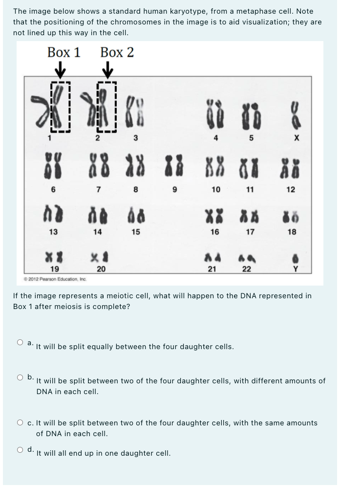 The image below shows a standard human karyotype, from a metaphase cell. Note
that the positioning of the chromosomes in the image is to aid visualization; they are
not lined up this way in the cell.
Вох 1
Вох 2
3
88
7
8
9
10
11
12
13
14
15
16
17
18
19
20
21
22
© 2012 Pearson Education, Inc.
If the image represents a meiotic cell, what will happen to the DNA represented in
Box 1 after meiosis is complete?
а.
It will be split equally between the four daughter cells.
Ob.
It will be split between two of the four daughter cells, with different amounts of
DNA in each cell.
O c. It will be split between two of the four daughter cells, with the same amounts
of DNA in each cell.
d
It will all end up in one daughter cell.
