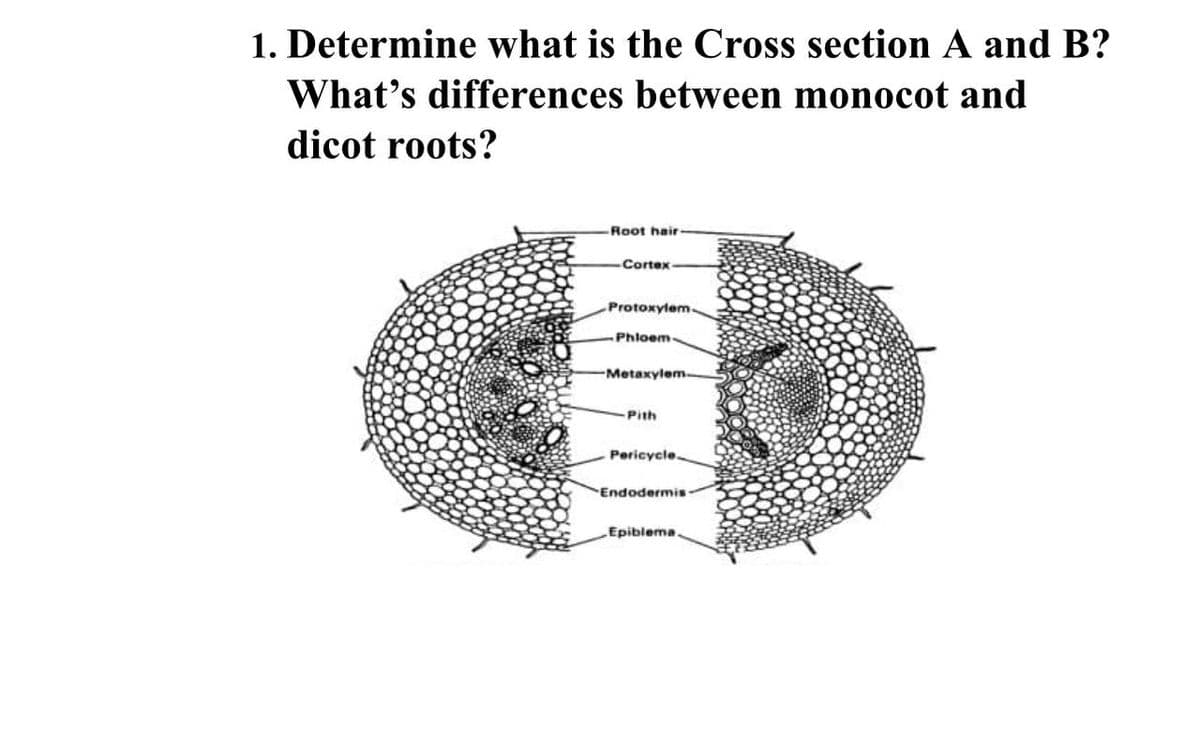 1. Determine what is the Cross section A and B?
What's differences between monocot and
dicot roots?
Root hair
Cortex
Protoxylem.
Phloem-
Metaxylem-
Pith
Pericycle.
Endodermis-
Epiblema.