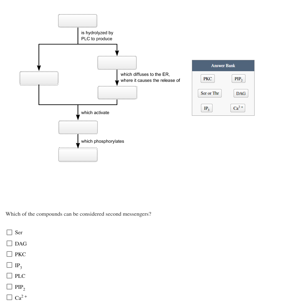 Ser
DAG
PKC
LIP 3
PLC
is hydrolyzed by
PLC to produce
Which of the compounds can be considered second messengers?
PIP₂
Ca²+
which activate
which diffuses to the ER,
where it causes the release of
which phosphorylates
Answer Bank
PKC
Ser or Thr
IP3
PIP₂
DAG
Ca²+