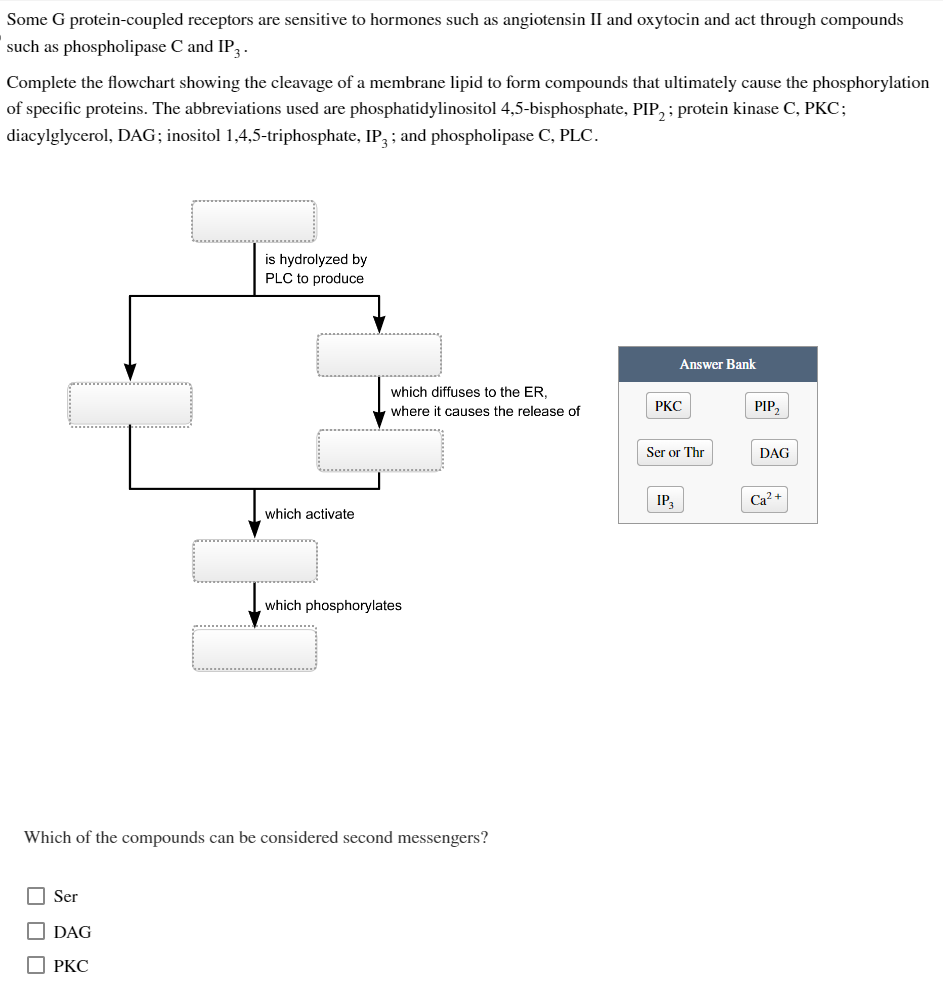 Some G protein-coupled receptors are sensitive to hormones such as angiotensin II and oxytocin and act through compounds
such as phospholipase C and IP3.
Complete the flowchart showing the cleavage of a membrane lipid to form compounds that ultimately cause the phosphorylation
of specific proteins. The abbreviations used are phosphatidylinositol 4,5-bisphosphate, PIP₂; protein kinase C, PKC;
diacylglycerol, DAG; inositol 1,4,5-triphosphate, IP3; and phospholipase C, PLC.
Ser
DAG
is hydrolyzed by
PLC to produce
пркс
which activate
which diffuses to the ER,
where it causes the release of
Which of the compounds can be considered second messengers?
which phosphorylates
Answer Bank
PKC
Ser or Thr
IP₂
PIP₂
DAG
Ca²+