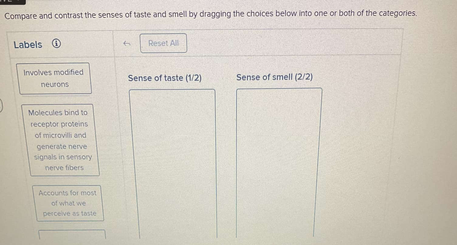 Compare and contrast the senses of taste and smell by dragging the choices below into one or both of the categories.
Labels
Involves modified
neurons
Molecules bind to
receptor proteins
of microvilli and
generate nerve
signals in sensory
nerve fibers
Accounts for most
of what we
perceive as taste
Reset All
Sense of taste (1/2)
Sense of smell (2/2)