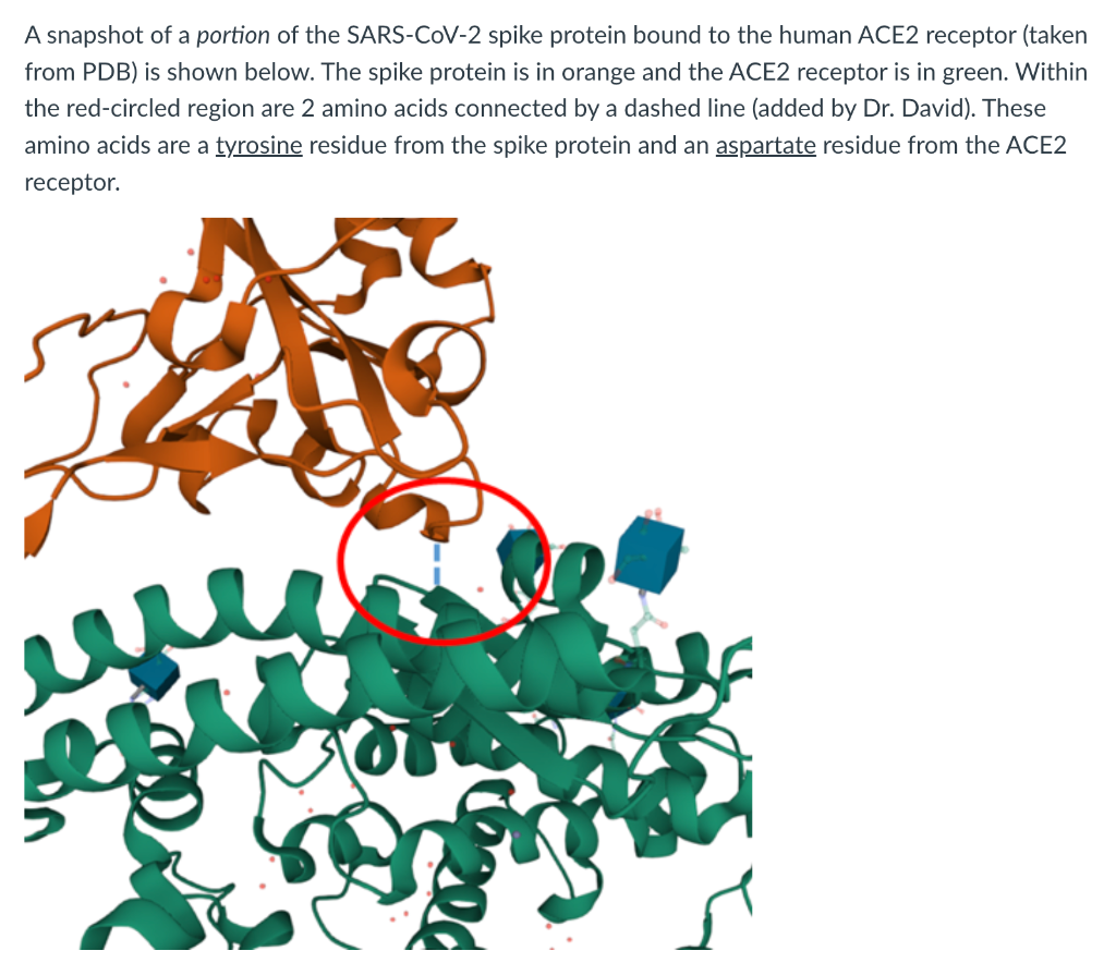 A snapshot of a portion of the SARS-CoV-2 spike protein bound to the human ACE2 receptor (taken
from PDB) is shown below. The spike protein is in orange and the ACE2 receptor is in green. Within
the red-circled region are 2 amino acids connected by a dashed line (added by Dr. David). These
amino acids are a tyrosine residue from the spike protein and an aspartate residue from the ACE2
receptor.
w
cozed