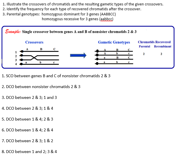 1. Illustrate the crossovers of chromatids and the resulting gametic types of the given crossovers.
2. Identify the frequency for each type of recovered chromatids after the crossover.
3. Parental genotypes: homozygous dominant for 3 genes (AABBCC)
homozygous recessive for 3 genes (aabbcc)
Example: Single crossover between genes A and B of nonsister chromatids 2 & 3
Crossovers
Gametic Genotypes
Chromatids Recovered
Parental Recombinant
в
B
b.
2
2
a
b.
1. SCO between genes B and C of nonsister chromatids 2 & 3
2. DCO between nonsister chromatids 2 & 3
3. DCO between 2 & 3; 1 and 3
4. DCO between 2 & 3; 1 & 4
5. DCO between 1 & 4; 2 & 3
6. DCO between 1 & 4; 2 & 4
7. DCO between 2 & 3; 1 & 2
8. DCO between 1 and 2; 3 & 4
