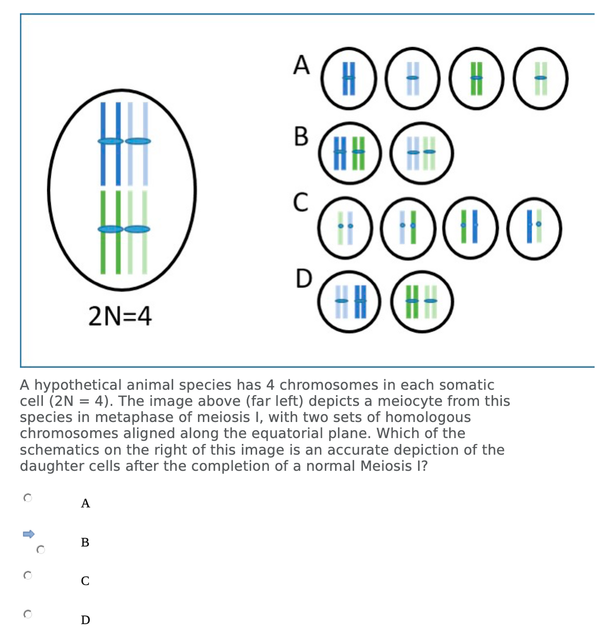 O
2N=4
A
B
*)
C
|
D
A
A hypothetical animal species has 4 chromosomes in each somatic
cell (2N = 4). The image above (far left) depicts a meiocyte from this
species in metaphase of meiosis I, with two sets of homologous
chromosomes aligned along the equatorial plane. Which of the
schematics on the right of this image is an accurate depiction of the
daughter cells after the completion of a normal Meiosis I?
B (HH HH
с
0000
D
DADADCH
(HH) (AH