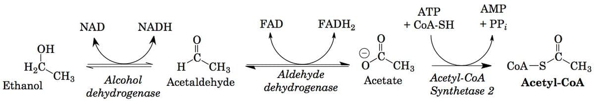 OH
T
H₂C
Ethanol
CH3
NAD
NADH
Alcohol
dehydrogenase
H CH3
Acetaldehyde
FAD
FADH₂
Aldehyde
dehydrogenase
ATP
+ CoA-SH
CH3
Acetate
AMP
+ PPi
Acetyl-CoA
Synthetase 2
CoA-S CH3
Acetyl-CoA