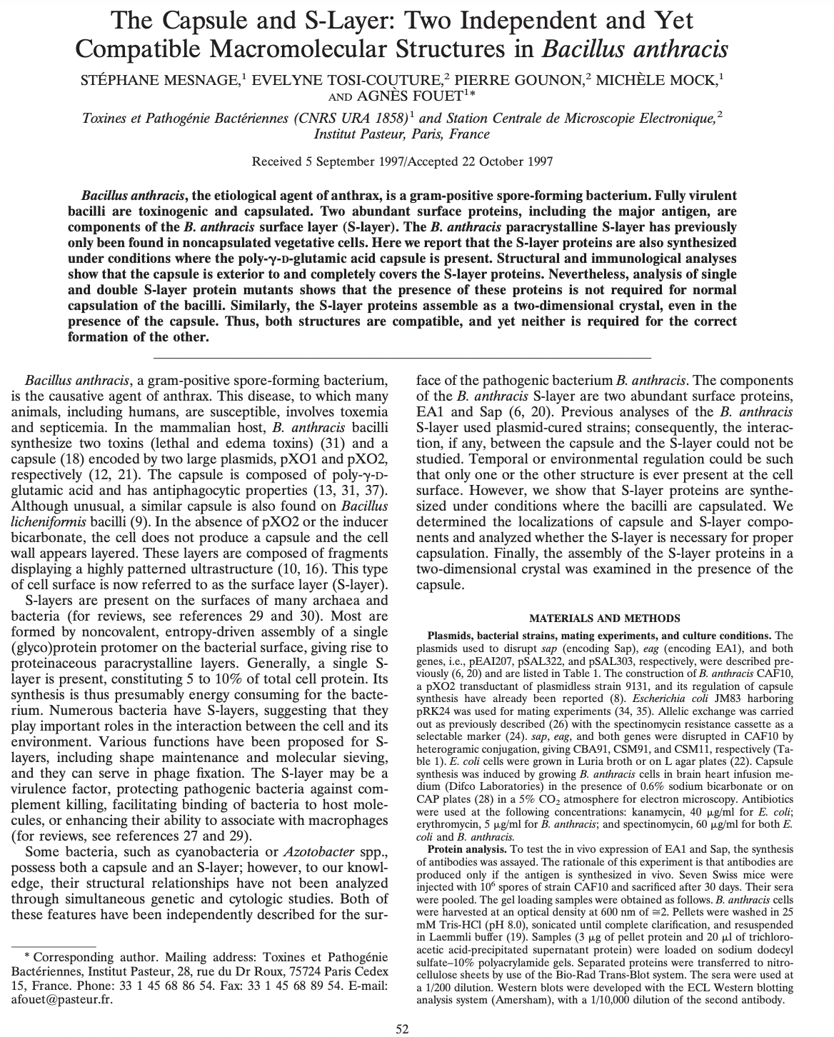 The Capsule and S-Layer: Two Independent and Yet
Compatible Macromolecular Structures in Bacillus anthracis
STÉPHANE MESNAGE,¹ EVELYNE TOSI-COUTURE,² PIERRE GOUNON,2 MICHÈLE MOCK,¹
AND AGNÈS FOUET¹*
Toxines et Pathogénie Bactériennes (CNRS URA 1858)¹ and Station Centrale de Microscopie Electronique,2
Institut Pasteur, Paris, France
Received 5 September 1997/Accepted 22 October 1997
Bacillus anthracis, the etiological agent of anthrax, is a gram-positive spore-forming bacterium. Fully virulent
bacilli are toxinogenic and capsulated. Two abundant surface proteins, including the major antigen, are
components of the B. anthracis surface layer (S-layer). The B. anthracis paracrystalline S-layer has previously
only been found in noncapsulated vegetative cells. Here we report that the S-layer proteins are also synthesized
under conditions where the poly-y-D-glutamic acid capsule is present. Structural and immunological analyses
show that the capsule is exterior to and completely covers the S-layer proteins. Nevertheless, analysis of single
and double S-layer protein mutants shows that the presence of these proteins is not required for normal
capsulation of the bacilli. Similarly, the S-layer proteins assemble as a two-dimensional crystal, even in the
presence of the capsule. Thus, both structures are compatible, and yet neither is required for the correct
formation of the other.
Bacillus anthracis, a gram-positive spore-forming bacterium,
is the causative agent of anthrax. This disease, to which many
animals, including humans, are susceptible, involves toxemia
and septicemia. In the mammalian host, B. anthracis bacilli
synthesize two toxins (lethal and edema toxins) (31) and a
capsule (18) encoded by two large plasmids, pX01 and pXO2,
respectively (12, 21). The capsule is composed of poly-y-D-
glutamic acid and has antiphagocytic properties (13, 31, 37).
Although unusual, a similar capsule is also found on Bacillus
licheniformis bacilli (9). In the absence of pXO2 or the inducer
bicarbonate, the cell does not produce a capsule and the cell
wall appears layered. These layers are composed of fragments
displaying a highly patterned ultrastructure (10, 16). This type
of cell surface is now referred to as the surface layer (S-layer).
S-layers are present on the surfaces of many archaea and
bacteria (for reviews, see references 29 and 30). Most are
formed by noncovalent, entropy-driven assembly of a single
(glyco)protein protomer on the bacterial surface, giving rise to
proteinaceous paracrystalline layers. Generally, a single S-
layer is present, constituting 5 to 10% of total cell protein. Its
synthesis is thus presumably energy consuming for the bacte-
rium. Numerous bacteria have S-layers, suggesting that they
play important roles in the interaction between the cell and its
environment. Various functions have been proposed for S-
layers, including shape maintenance and molecular sieving,
and they can serve in phage fixation. The S-layer may be a
virulence factor, protecting pathogenic bacteria against com-
plement killing, facilitating binding of bacteria to host mole-
cules, or enhancing their ability to associate with macrophages
(for reviews, see references 27 and 29).
Some bacteria, such as cyanobacteria or Azotobacter spp.,
possess both a capsule and an S-layer; however, to our knowl-
edge, their structural relationships have not been analyzed
through simultaneous genetic and cytologic studies. Both of
these features have been independently described for the sur-
* Corresponding author. Mailing address: Toxines et Pathogénie
Bactériennes, Institut Pasteur, 28, rue du Dr Roux, 75724 Paris Cedex
15, France. Phone: 33 1 45 68 86 54. Fax: 33 1 45 68 89 54. E-mail:
afouet@pasteur.fr.
52
face of the pathogenic bacterium B. anthracis. The components
of the B. anthracis S-layer are two abundant surface proteins,
EA1 and Sap (6, 20). Previous analyses of the B. anthracis
S-layer used plasmid-cured strains; consequently, the interac-
tion, if any, between the capsule and the S-layer could not be
studied. Temporal or environmental regulation could be such
that only one or the other structure is ever present at the cell
surface. However, we show that S-layer proteins are synthe-
sized under conditions where the bacilli are capsulated. We
determined the localizations of capsule and S-layer compo-
nents and analyzed whether the S-layer is necessary for proper
capsulation. Finally, the assembly of the S-layer proteins in a
two-dimensional crystal was examined in the presence of the
capsule.
MATERIALS AND METHODS
Plasmids, bacterial strains, mating experiments, and culture conditions. The
plasmids used to disrupt sap (encoding Sap), eag (encoding EA1), and both
genes, i.e., PEAI207, pSAL322, and pSAL303, respectively, were described pre-
viously (6, 20) and are listed in Table 1. The construction of B. anthracis CAF10,
a pXO2 transductant of plasmidless strain 9131, and its regulation of capsule
synthesis have already been reported (8). Escherichia coli JM83 harboring
pRK24 was used for mating experiments (34, 35). Allelic exchange was carried
out as previously described (26) with the spectinomycin resistance cassette as a
selectable marker (24). sap, eag, and both genes were disrupted in CAF10 by
heterogramic conjugation, giving CBA91, CSM91, and CSM11, respectively (Ta-
ble 1). E. coli cells were grown in Luria broth or on L agar plates (22). Capsule
synthesis was induced by growing B. anthracis cells in brain heart infusion me-
dium (Difco Laboratories) in the presence of 0.6% sodium bicarbonate or on
CAP plates (28) in a 5% CO₂ atmosphere for electron microscopy. Antibiotics
were used at the following concentrations: kanamycin, 40 µg/ml for E. coli;
erythromycin, 5 µg/ml for B. anthracis; and spectinomycin, 60 µg/ml for both E.
coli and B. anthracis.
Protein analysis. To test the in vivo expression of EA1 and Sap, the synthesis
of antibodies was assayed. The rationale of this experiment is that antibodies are
produced only if the antigen is synthesized in vivo. Seven Swiss mice were
injected with 10° spores of strain CAF10 and sacrificed after 30 days. Their sera
were pooled. The gel loading samples were obtained as follows. B. anthracis cells
were harvested at an optical density at 600 nm of =2. Pellets were washed in 25
mM Tris-HCl (pH 8.0), sonicated until complete clarification, and resuspended
in Laemmli buffer (19). Samples (3 µg of pellet protein and 20 µl of trichloro-
acetic acid-precipitated supernatant protein) were loaded on sodium dodecyl
sulfate-10% polyacrylamide gels. Separated proteins were transferred to nitro-
cellulose sheets by use of the Bio-Rad Trans-Blot system. The sera were used at
a 1/200 dilution. Western blots were developed with the ECL Western blotting
analysis system (Amersham), with a 1/10,000 dilution of the second antibody.