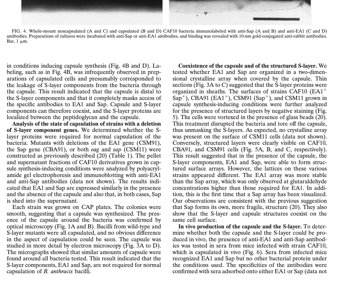 FIG. 4. Whole-mount noncapsulated (A and C) and capsulated (B and D) CAF10 bacteria immunolabeled with anti-Sap (A and B) and anti-EA1 (C and D)
antibodies. Preparations of cultures were incubated with anti-Sap or anti-EA1 antibodies, and binding was revealed with 10-nm gold-conjugated anti-rabbit antibodies.
Bar, 1 µm.
in conditions inducing capsule synthesis (Fig. 4B and D). La-
beling, such as in Fig. 4B, was infrequently observed in prep-
arations of capsulated cells and presumably corresponded to
the leakage of S-layer components from the bacteria through
the capsule. This result indicated that the capsule is distal to
the S-layer components and that it completely masks access of
the specific antibodies to EA1 and Sap. Capsule and S-layer
components can therefore coexist, and the S-layer proteins are
localized between the peptidoglycan and the capsule.
Analysis of the state of capsulation of strains with a deletion
of S-layer component genes. We determined whether the S-
layer proteins were required for normal capsulation of the
bacteria. Mutants with deletions of the EA1 gene (CSM91),
the Sap gene (CBA91), or both eag and sap (CSM11) were
constructed as previously described (20) (Table 1). The pellet
and supernatant fractions of CAF10 derivatives grown in cap-
sule synthesis-inducing conditions were analyzed by polyacryl-
amide gel electrophoresis and immunoblotting with anti-EA1
and anti-Sap antibodies (data not shown). The results indi-
cated that EA1 and Sap are expressed similarly in the presence
and the absence of the capsule and also that, in both cases, Sap
is shed into the supernatant.
Each strain was grown on CAP plates. The colonies were
smooth, suggesting that a capsule was synthesized. The pres-
ence of the capsule around the bacteria was confirmed by
optical microscopy (Fig. 1A and B). Bacilli from wild-type and
S-layer mutants were all capsulated, and no obvious difference
in the aspect of capsulation could be seen. The capsule was
studied in more detail by electron microscopy (Fig. 3A to D).
The micrographs showed that similar amounts of capsule were
found around all bacteria tested. This result indicated that the
S-layer components, EA1 and Sap, are not required for normal
capsulation of B. anthracis bacilli.
Coexistence of the capsule and of the structured S-layer. We
tested whether EA1 and Sap are organized in a two-dimen-
sional crystalline array when covered by the capsule. Thin
sections (Fig. 3A to C) suggested that the S-layer proteins were
organized in sheaths. The surfaces of strains CAF10 (EA1+
Sap), CBA91 (EA1+), CSM91 (Sap), and CSM11 grown in
capsule synthesis-inducing conditions were further analyzed
for the presence of structured layers by negative staining (Fig.
5). The cells were vortexed in the presence of glass beads (20).
This treatment disrupted the bacteria and tore off the capsule,
thus unmasking the S-layers. As expected, no crystalline array
was present on the surface of CSM11 cells (data not shown).
Conversely, structured layers were clearly visible on CAF10,
CBA91, and CSM91 cells (Fig. 5A, B, and C, respectively).
This result suggested that in the presence of the capsule, the
S-layer components, EA1 and Sap, were able to form struc-
tured surface arrays. However, the lattices on these various
strains appeared different. The EA1 array was more stable
than the Sap array, which was only observed at glutaraldehyde
concentrations higher than those required for EA1. In addi-
tion, this is the first time that a Sap array has been visualized.
Our observations are consistent with the previous suggestion
that Sap forms its own, more fragile, structure (20). They also
show that the S-layer and capsule structures coexist on the
same cell surface.
In vivo production of the capsule and the S-layer. To deter-
mine whether both the capsule and the S-layer could be pro-
duced in vivo, the presence of anti-EA1 and anti-Sap antibod-
ies was tested in sera from mice infected with strain CAF10,
which is capsulated in vivo (Fig. 6). Sera from infected mice
recognized EA1 and Sap but no other bacterial protein under
the conditions used. The specificities of the antibodies were
confirmed with sera adsorbed onto either EA1 or Sap (data not