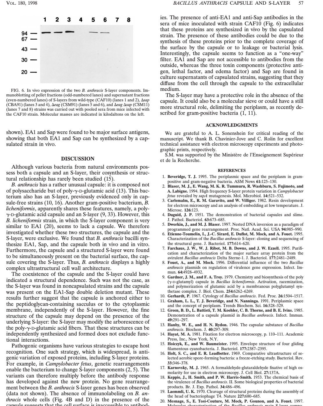 VOL. 180, 1998
94
67
43
30-
20-
1 2 3 4 5 6 7 8
FIG. 6. In vivo expression of the two B. anthracis S-layer components. Im-
munoblotting of pellet fractions (odd-numbered lanes) and supernatant fractions
(even-numbered lanes) of S-layers from wild-type (CAF10) (lanes 1 and 2), Asap
(CBA91) (lanes 3 and 4), Aeag (CSM91) (lanes 5 and 6), and Aeag Asap (CSM11)
(lanes 7 and 8) strains was carried out with pooled sera from mice infected with
the CAF10 strain. Molecular masses are indicated in kilodaltons on the left.
shown). EA1 and Sap were found to be major surface antigens,
showing that both EA1 and Sap can be synthesized by a cap-
sulated strain in vivo.
DISCUSSION
Although various bacteria from natural environments pos-
sess both a capsule and an S-layer, their cosynthesis or struc-
tural relationship has rarely been studied (15).
B. anthracis has a rather unusual capsule: it is composed not
of polysaccharide but of poly-y-D-glutamic acid (13). This bac-
terium also has an S-layer, previously evidenced only in cap-
sule-free strains (10, 16). Another gram-positive bacterium, B.
licheniformis, apparently shares these features, namely, a poly-
y-D-glutamic acid capsule and an S-layer (9, 33). However, this
B. licheniformis strain, in which the S-layer component is very
similar to EA1 (20), seems to lack a capsule. We therefore
investigated whether these two structures, the capsule and the
S-layer, were exclusive. We found that B. anthracis bacilli syn-
thesize EA1, Sap, and the capsule both in vivo and in vitro.
Furthermore, the capsule and a structured S-layer were found
to be simultaneously present on the bacterial surface, the cap-
sule covering the S-layer. Thus, B. anthracis displays a highly
complex ultrastructural cell wall architecture.
The coexistence of the capsule and the S-layer could have
indicated a structural dependence. Such was not the case, as
the S-layer was found in noncapsulated strains and the capsule
was present on the EA1-Sap double deletion mutant. These
results further suggest that the capsule is anchored either to
the peptidoglycan-containing sacculus or to the cytoplasmic
membrane, independently of the S-layer. However, the fine
structure of the capsule may depend on the presence of the
underlying S-layer: the S-layer may modify the arborescence of
the poly-y-D-glutamic acid fibers. That these structures can be
independently synthesized and formed does not exclude func-
tional interactions.
Pathogenic organisms have various strategies to escape host
recognition. One such strategy, which is widespread, is anti-
genic variation of exposed proteins, including S-layer proteins.
For example, in Campylobacter fetus, genetic rearrangements
enable the bacterium to change S-layer components (2, 5). The
variants can therefore multiply before the antibody response
has developed against the new protein. No gene rearrange-
ment between the B. anthracis S-layer genes has been observed
(data not shown). The absence of immunolabeling on B. an-
thracis whole cells (Fig. 4B and D) in the presence of the
capsule suggests that the cell surface is inaccessible to antibod
BACILLUS ANTHRACIS CAPSULE AND S-LAYER 57
ies. The presence of anti-EA1 and anti-Sap antibodies in the
sera of mice inoculated with strain CAF10 (Fig. 6) indicates
that these proteins are synthesized in vivo by the capsulated
strain. The presence of these antibodies could be due to the
synthesis of these proteins prior to the complete coverage of
the surface by the capsule or to leakage or bacterial lysis.
Interestingly, the capsule seems to function as a "one-way"
filter. EA1 and Sap are not accessible to antibodies from the
outside, whereas the three toxin components (protective anti-
gen, lethal factor, and edema factor) and Sap are found in
culture supernatants of capsulated strains, suggesting that they
diffuse from the cell through the capsule to the extracellular
medium.
The S-layer may have a protective role in the absence of the
capsule. It could also be a molecular sieve or could have a still
more structural role, delimiting the periplasm, as recently de-
scribed for gram-positive bacteria (1, 11).
ACKNOWLEDGMENTS
We are grateful to A. L. Sonenshein for critical reading of the
manuscript. We thank B. Chavinier-Jove and C. Rolin for excellent
technical assistance with electron microscopy experiments and photo-
graphic prints, respectively.
S.M. was supported by the Ministère de l'Enseignement Supérieur
et de la Recherche.
REFERENCES
1. Beveridge, T. J. 1995. The periplasmic space and the periplasm in gram-
positive and gram-negative bacteria. ASM News 61:125-130.
2. Blaser, M. J., E. Wang, M. K. R. Tummuru, R. Washburn, S. Fujimoto, and
A. Labigne. 1994. High frequency S-layer protein variation in Campylobacter
fetus revealed by sapA mutagenesis. Mol. Microbiol. 14:521-532.
Jonas Jon
3. Carlemalm, E., R. M. Garavito, and W. Villiger. 1982. Resin development
for electron microscopy and an analysis of embedding at low temperature. J.
Microsc. 126:123.
4. Duguid, J. P. 1951. The demonstration of bacterial capsules and slime.
J. Pathol. Bacteriol. 63:673-685.
5. Dworkin, J., and M. J. Blaser. 1997. Nested DNA inversion as a paradigm of
programmed gene rearrangement. Proc. Natl. Acad. Sci. USA 94:985-990.
6. Etienne-Toumelin, I., J.-C. Sirard, E. Duflot, M. Mock, and A. Fouet. 1995.
Characterization of the Bacillus anthracis S-layer: cloning and sequencing of
the structural gene. J. Bacteriol. 177:614-620.
7. Farchaus, J. W., W. J. Ribot, M. B. Downs, and J. W. Ezzell. 1995. Purifi-
cation and characterization of the major surface array protein from the
avirulent Bacillus anthracis Delta Sterne-1. J. Bacteriol. 177:2481-2489.
8. Fouet, A., and M. Mock. 1996. Differential influence of the two Bacillus
anthracis plasmids on regulation of virulence gene expression. Infect. Im-
mun. 64:4928-4932.
9. Gardner, J. M., and F. A. Troy. 1979. Chemistry and biosynthesis of the poly
(y-D-glutamyl) capsule in Bacillus licheniformis. Activation, racemization,
and polymerization of glutamic acid by a membranous polyglutamyl syn-
thetase complex. J. Biol. Chem. 254:6262-6269.
10. Gerhardt, P. 1967. Cytology of Bacillus anthracis. Fed. Proc. 26:1504-1517.
11. Graham, L. L., T. J. Beveridge, and N. Nanninga. 1991. Periplasmic space
and the concept of periplasm. Trends Biochem. Sci. 16:328-329.
12. Green, B. D., L. Battisti, T. M. Koehler, C. B. Thorne, and B. E. Ivins. 1985.
Demonstration of a capsule plasmid in Bacillus anthracis. Infect. Immun.
49:291-297.
T
13. Hanby, W. E., and H. N. Rydon. 1946. The capsular substance of Bacillus
anthracis. Biochem. J. 40:297-309.
tra
14. Hayat, M. A. 1981. Fixation for electron microscopy, p. 110-111. Academic
Press, Inc., New York, N.Y.
ress,
15. Hoiczyk, E., and W. Baumeister. 1995. Envelope structure of four gliding
filamentous cyanobacteria. J. Bacteriol. 177:2387-2395.
mant
16. Holt, S. C., and E. R. Leadbetter. 1969. Comparative ultrastructure of se-
lected aerobic spore-forming bacteria: a freeze-etching study. Bacteriol. Rev.
33:346-378.
17. Karnovsky, M. J. 1965. A formaldehyde-glutaraldehyde fixative of high os-
molarity for use in electron microscopy. J. Cell Biol. 27:137A.
18. Keppie, J., H. Smith, and P. W. Harris-Smith. 1953. The chemical basis of
the virulence of Bacillus anthracis. II. Some biological properties of bacterial
products. Br. J. Exp. Pathol. 34:486-496.
19. Laemmli, U. K. 1970. Cleavage of structural proteins during the assembly of
the head of bacteriophage T4. Nature 227:680-685.
20. Mesnage, S., E. Tosi-Couture, M. Mock, P. Gounon, and A. Fouet. 1997.
Molecular characterization of the Bacillus anthracis main S-laver compo