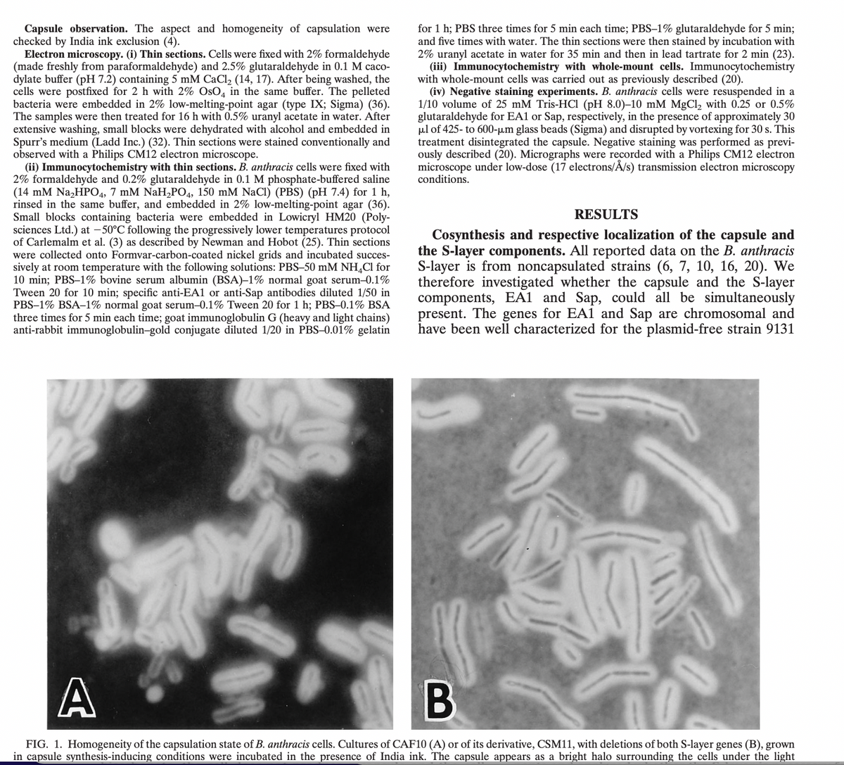 Capsule observation. The aspect and homogeneity of capsulation were
checked by India ink exclusion (4).
Electron microscopy. (i) Thin sections. Cells were fixed with 2% formaldehyde
(made freshly from paraformaldehyde) and 2.5% glutaraldehyde in 0.1 M caco-
dylate buffer (pH 7.2) containing 5 mM CaCl₂ (14, 17). After being washed, the
cells were postfixed for 2 h with 2% OsO4 in the same buffer. The pelleted
bacteria were embedded in 2% low-melting-point agar (type IX; Sigma) (36).
The samples were then treated for 16 h with 0.5% uranyl acetate in water. After
extensive washing, small blocks were dehydrated with alcohol and embedded in
Spurr's medium (Ladd Inc.) (32). Thin sections were stained conventionally and
observed with a Philips CM12 electron microscope.
(ii) Immunocytochemistry with thin sections. B. anthracis cells were fixed with
2% formaldehyde and 0.2% glutaraldehyde in 0.1 M phosphate-buffered saline
(14 mM Na₂HPO4, 7 mM NaH₂PO4, 150 mM NaCl) (PBS) (pH 7.4) for 1 h,
rinsed in the same buffer, and embedded in 2% low-melting-point agar (36).
Small blocks containing bacteria were embedded in Lowicryl HM20 (Poly-
sciences Ltd.) at -50°C following the progressively lower temperatures protocol
of Carlemalm et al. (3) as described by Newman and Hobot (25). Thin sections
were collected onto Formvar-carbon-coated nickel grids and incubated succes-
sively at room temperature with the following solutions: PBS-50 mM NH4Cl for
10 min; PBS-1% bovine serum albumin (BSA)-1% normal goat serum-0.1%
Tween 20 for 10 min; specific anti-EA1 or anti-Sap antibodies diluted 1/50 in
PBS-1% BSA-1% normal goat serum-0.1% Tween 20 for 1 h; PBS-0.1% BSA
three times for 5 min each time; goat immunoglobulin G (heavy and light chains)
anti-rabbit immunoglobulin-gold conjugate diluted 1/20 in PBS-0.01% gelatin
for 1 h; PBS three times for 5 min each time; PBS-1% glutaraldehyde for 5 min;
and five times with water. The thin sections were then stained by incubation with
2% uranyl acetate in water for 35 min and then in lead tartrate for 2 min (23).
(iii) Immunocytochemistry with whole-mount cells. Immunocytochemistry
with whole-mount cells was carried out as previously described (20).
(iv) Negative staining experiments. B. anthracis cells were resuspended in a
1/10 volume of 25 mM Tris-HCl (pH 8.0)–10 mM MgCl₂ with 0.25 or 0.5%
glutaraldehyde for EA1 or Sap, respectively, in the presence of approximately 30
μl of 425- to 600-µm glass beads (Sigma) and disrupted by vortexing for 30 s. This
treatment disintegrated the capsule. Negative staining was performed as previ-
ously described (20). Micrographs were recorded with a Philips CM12 electron
microscope under low-dose (17 electrons/Å/s) transmission electron microscopy
conditions.
RESULTS
Cosynthesis and respective localization of the capsule and
the S-layer components. All reported data on the B. anthracis
S-layer is from noncapsulated strains (6, 7, 10, 16, 20). We
therefore investigated whether the capsule and the S-layer
components, EA1 and Sap, could all be simultaneously
present. The genes for EA1 and Sap are chromosomal and
have been well characterized for the plasmid-free strain 9131
S
0
A
B
FIG. 1. Homogeneity of the capsulation state of B. anthracis cells. Cultures of CAF10 (A) or of its derivative, CSM11, with deletions of both S-layer genes (B), grown
in capsule synthesis-inducing conditions were incubated in the presence of India ink. The capsule appears as a bright halo surrounding the cells under the light