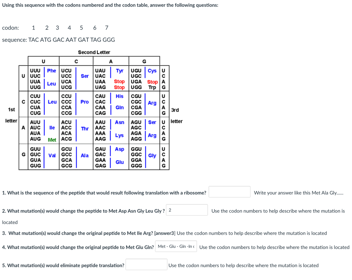 Using this sequence with the codons numbered and the codon table, answer the following questions:
codon:
1
2
4
5 6
7
sequence: TÁC ATG GÁC AAT GAT TAG GGG
Second Letter
U
A
G
Phe UCU
UCC
UCA
UCG
UUU
UGU
UGC
UGA Stop
Trp
UAU
UAC
Тyr
Cys u
Ser
UUC
UUA
UUG
UAA
UAG
Stop
Stop
Leu
UGG
CAU
CAC
His
CUU
C CUC
CUA
CUG
CCU
Leu | ccc
ССА
CCG
CGU
U
Pro
CGC
CGA
Arg
A
3rd
G
САА
Gln
1st
CAG
CGG
letter
letter
|
Ser u
AUU
A AUC
ACU
ACC
AAU
AAC
AGU
AGC
AGA
Asn
lle
Thr
AUA
ACA
AAA
Lys
Arg
AUG
Met ACG
AAG
AGG
GUU
G GUC
GUA
GUG
GCU
GCC
GCA
GAU
GAC
GGU
GGC
Asp
Val
Ala
Gly
GAA
GAG
GGA
GGG
Glu
GCG
1. What is the sequence of the peptide that would result following translation with a ribosome?
Write your answer like this Met Ala Gly..
2. What mutation(s) would change the peptide to Met Asp Asn Gly Leu Gly ? 2
Use the codon numbers to help describe where the mutation is
located
3. What mutation(s) would change the original peptide to Met lle Arg? [answer3] Use the codon numbers to help describe where the mutation is located
4. What mutation(s) would change the original peptide to Met Glu Gln? Met - Glu - Gln -In c Use the codon numbers to help describe where the mutation is located
5. What mutation(s) would eliminate peptide translation?
Use the codon numbers to help describe where the mutation is located
DUAC
