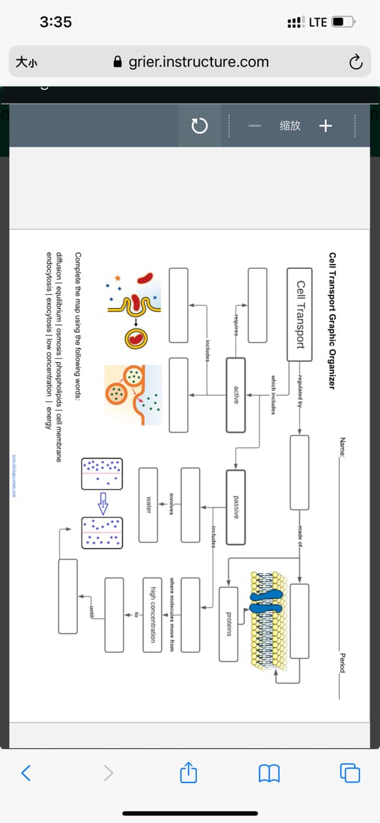 3:35
::!! LTE O
A grier.instructure.com
缩放
+
Name:
Cell Transport Graphic Organizer
Cell Transport
passive
involver
Complete the map using the following words:
diffusion | equilibrium | osmosis | phospholipids | cell membrane
endocytosis | exocytosis | low concentration | energy
