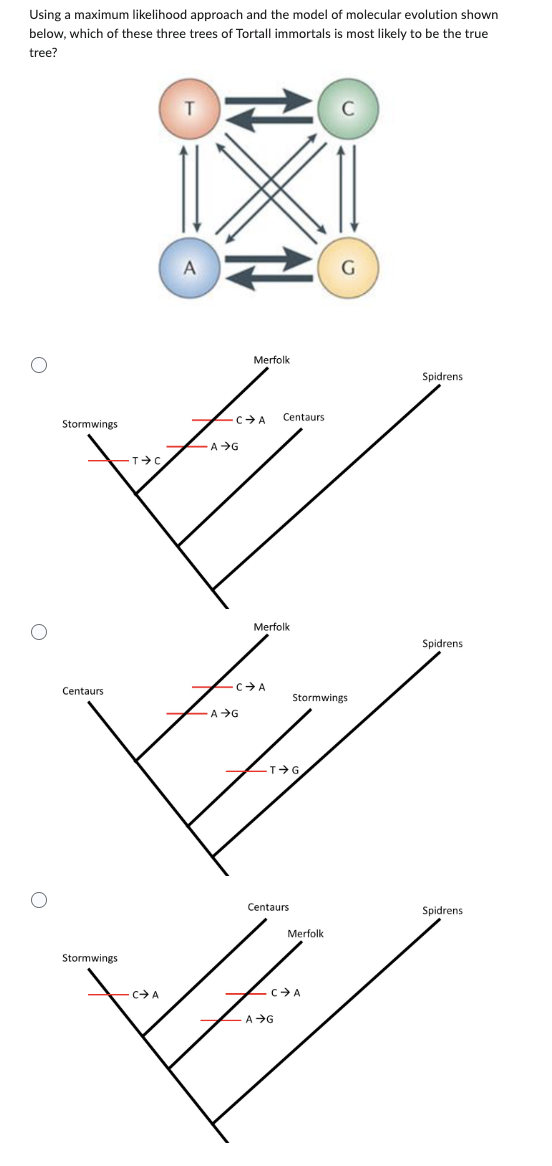 Using a maximum likelihood approach and the model of molecular evolution shown
below, which of these three trees of Tortall immortals is most likely to be the true
tree?
O
Stormwings
Centaurs
Stormwings
T-C
C-➜ A
T
A
Merfolk
for
-CA
A→G
A→G
form
-CA
Merfolk
Centaurs
T→G.
Centaurs
A→G
Stormwings
Merfolk
C➜ A
G
Spidrens
Spidrens
Spidrens