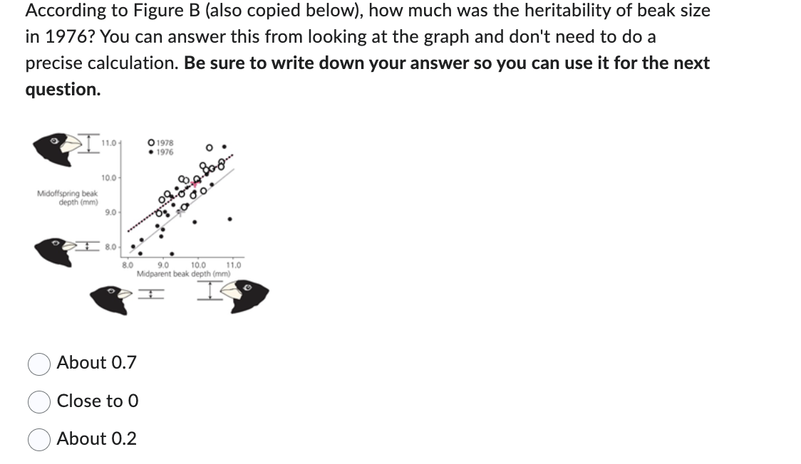 According to Figure B (also copied below), how much was the heritability of beak size
in 1976? You can answer this from looking at the graph and don't need to do a
precise calculation. Be sure to write down your answer so you can use it for the next
question.
I'
Midoffspring beak
depth (mm)
11.04
10.0
9.0-
8.0-
8.0
About 0.7
O 1978
1976
9.0 10.0 11.0
Midparent beak depth (mm)
=
Close to 0
About 0.2
8.82....