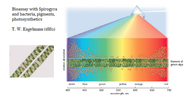 Bioassay with Spirogyra
and bacteria, pigments,
photosynthetics
T. W. Engelmann (1882)
filament of
green alga
violet
blue
green
yellow
orange
red
400
450
500
550
600
650
700
wavelength, nm
uOndios qe angejo
