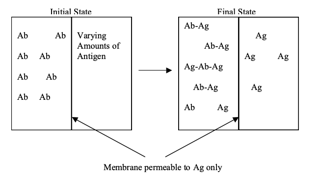 Final State
Initial State
Ab-Ag
Ab
Ab Varying
Ag
Amounts of
Ab-Ag
Ab Ab
Antigen
Ag
Ag
Ag-Ab-Ag
Ab Ab
Ab-Ag
Ag
Ab
Ab
Ab
Ag
Membrane permeable to Ag only