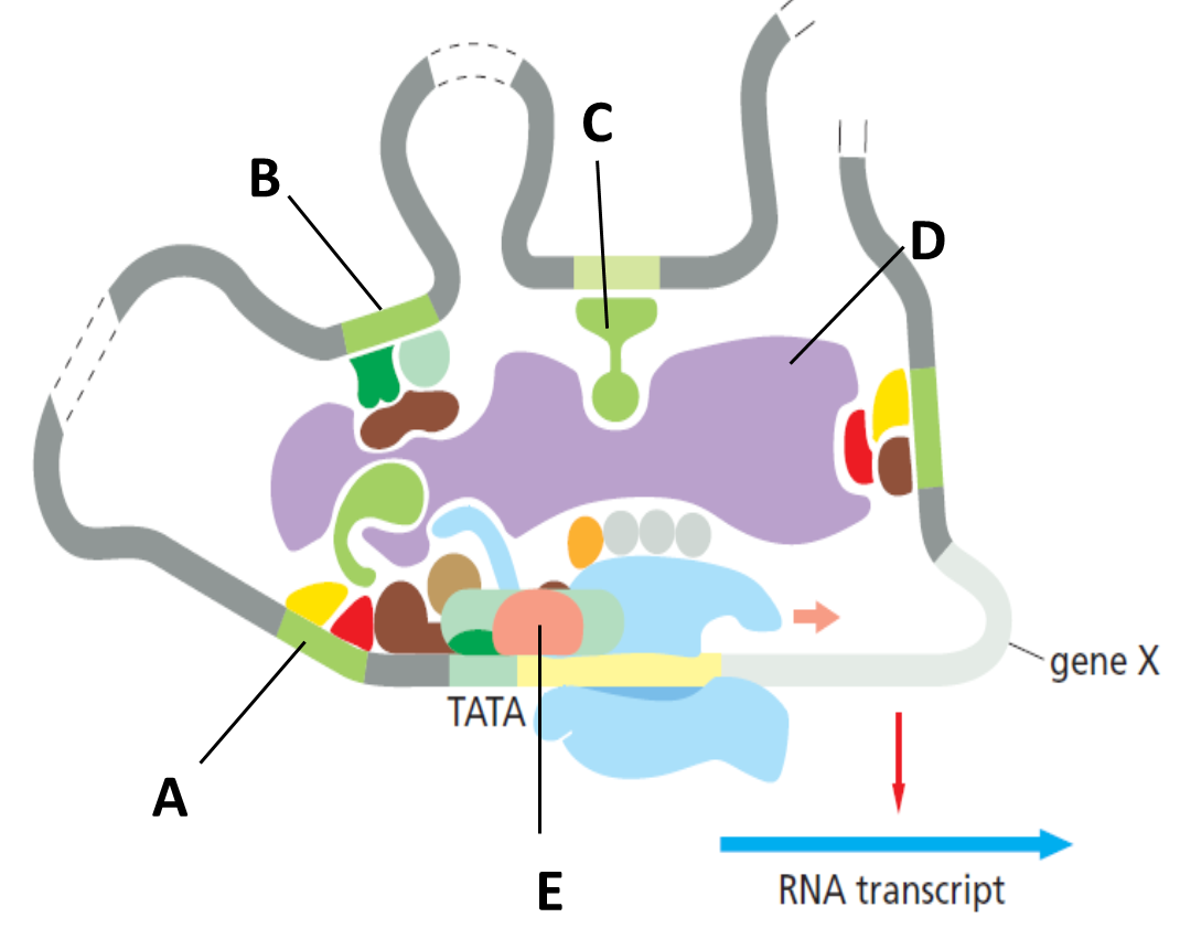 A
B
C
Si
TATA
E
D
RNA transcript
gene X