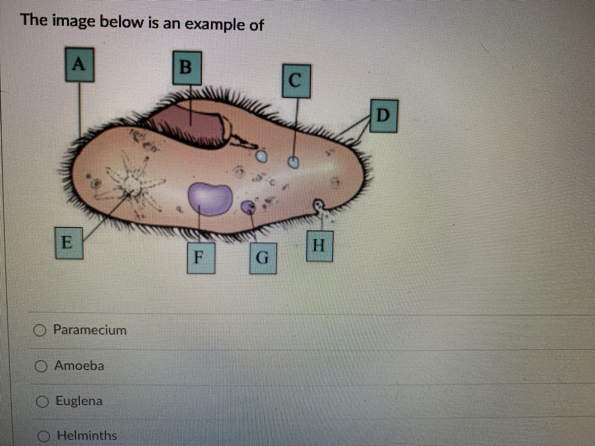 The image below is an example of
A
C
D
Paramecium
Amoeba
Euglena
O Helminths
