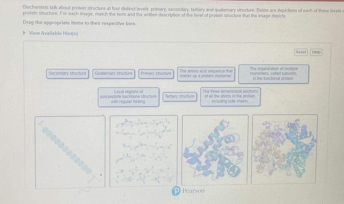 Biochemists talk about protein structure at four distinct levels: primary, secondary, tertiary and quaternary structure. Below are depictions of each of these levels o
protein structure. For each image, match the term and the written description of the level of protein structure that the image depicts.
Drag the appropriate items to their respective bins.
> View Available Hint(s)
Reset
Help
The amino acid sequence that
makes up a protein monomer.
The organization of multiple
monomers, called subunits,
in the functional protein.
Secondary structure
Quaternary structure
Primary structure
Local regions of
polypeptide backbone structure
with regular folding.
The three-dimensional positions
of all the atoms in the protein,
including side chains
Tertiary structure
P Pearson
