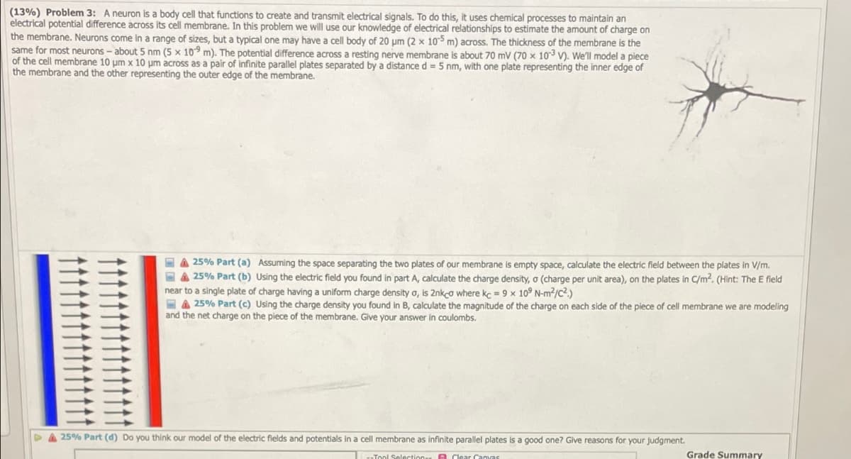 (13%) Problem 3: A neuron is a body cell that functions to create and transmit electrical signals. To do this, it uses chemical processes to maintain an
electrical potential difference across its cell membrane. In this problem we will use our knowledge of electrical relationships to estimate the amount of charge on
the membrane. Neurons come in a range of sizes, but a typical one may have a cell body of 20 µm (2 x 105 m) across. The thickness of the membrane is the
same for most neurons - about 5 nm (5 x 109 m). The potential difference across a resting nerve membrane is about 70 mV (70 x 103 V). We'll model a piece
of the cell membrane 10 μm x 10 μm across as a pair of infinite parallel plates separated by a distance d = 5 nm, with one plate representing the inner edge of
the membrane and the other representing the outer edge of the membrane.
25% Part (a) Assuming the space separating the two plates of our membrane is empty space, calculate the electric field between the plates in V/m.
25% Part (b) Using the electric field you found in part A, calculate the charge density, a (charge per unit area), on the plates in C/m2. (Hint: The E field
near to a single plate of charge having a uniform charge density o, is 2nkco where kc = 9 x 109 N-m²/C².)
A25% Part (c) Using the charge density you found in B, calculate the magnitude of the charge on each side of the piece of cell membrane we are modeling
and the net charge on the piece of the membrane. Give your answer in coulombs.
25% Part (d) Do you think our model of the electric fields and potentials in a cell membrane as infinite parallel plates is a good one? Give reasons for your judgment.
Tool Selection Clear Canvas
Grade Summary