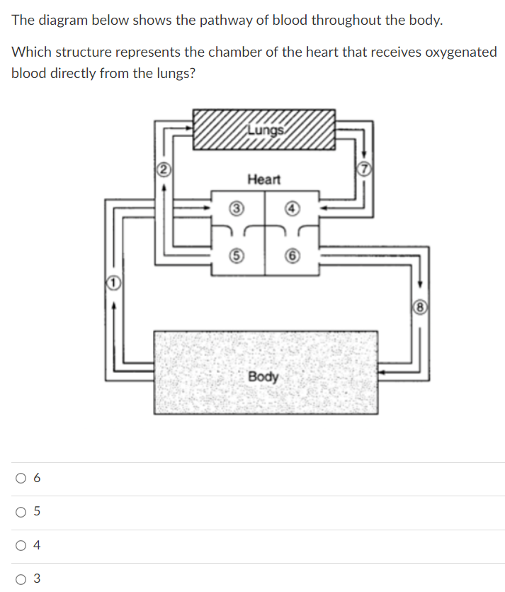 The diagram below shows the pathway of blood throughout the body.
Which structure represents the chamber of the heart that receives oxygenated
blood directly from the lungs?
2
Heart
Body
O
O
6
5
4
3
ԼՈ
O