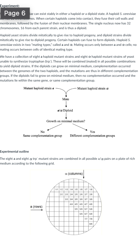 Experiment:
Page 6 de can exist stably in either a haploid or a diploid state. A haploid S. cerevisiae
mes. When certain haploids come into contact, they fuse their cell walls and
membranes, followed by the fusion of their nuclear membranes. The single nucleus now has 32
chromosomes, 16 from each parent strain, and is thus a diploid.
Haploid yeast strains divide mitotically to give rise to haploid progeny, and diploid strains divide
mitotically to give rise to diploid progeny. Certain haploids can fuse to form diploids. Haploid S.
cerevisiae exists in two "mating types," called a and a Mating occurs only between a and a cells; no
mating occurs between cells of identical mating type.
We have a collection of eight a haploid mutant strains and eight & haploid mutant strains of yeast
unable to synthesize tryptophan (trp). These will be combined (mated) in all possible combinations
to yield diploid strains. If the diploids can grow on minimal medium, complementation occurred
between the genomes of the two haploids, and the mutations are thus in different complementation
groups. If the diploids fail to grow on minimal medium, then no complementation occurred and the
mutations lie within the same gene, or same complementation group.
Mutant haploid strain a
Mutant haploid strain a
Mate
a/a Diploid
Growth on minimal medium?
No
Yes
Same complementation group Different complementation groups
Experimental outline
The eight a and eight & trp mutant strains are combined in all possible a/a pairs on a plate of rich
medium according to the following grid.
a (columns)
1/1 1/2 1/3 1/4 1/5 1/6 1/7 1/8
2/2 2/3 214 215 216 217 218
313 314 315 316 317 318
414 415 416 417 418
a (rows)
5/5 5/6 5/7 5/8
6/66/74/8
7/7 7/6
8/8