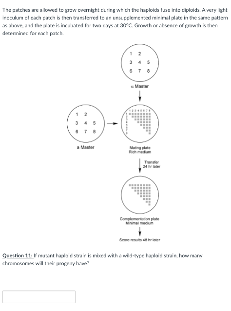 The patches are allowed to grow overnight during which the haploids fuse into diploids. A very light
inoculum of each patch is then transferred to an unsupplemented minimal plate in the same pattern
as above, and the plate is incubated for two days at 30°C. Growth or absence of growth is then
determined for each patch.
678
a Master
Mating plate
Rich medium
1
2
345
6 7 8
a Master
Transfer
24 hr later
OH
Complementation plate
Minimal medium
Score results 48 hr later
Question 11: If mutant haploid strain is mixed with a wild-type haploid strain, how many
chromosomes will their progeny have?