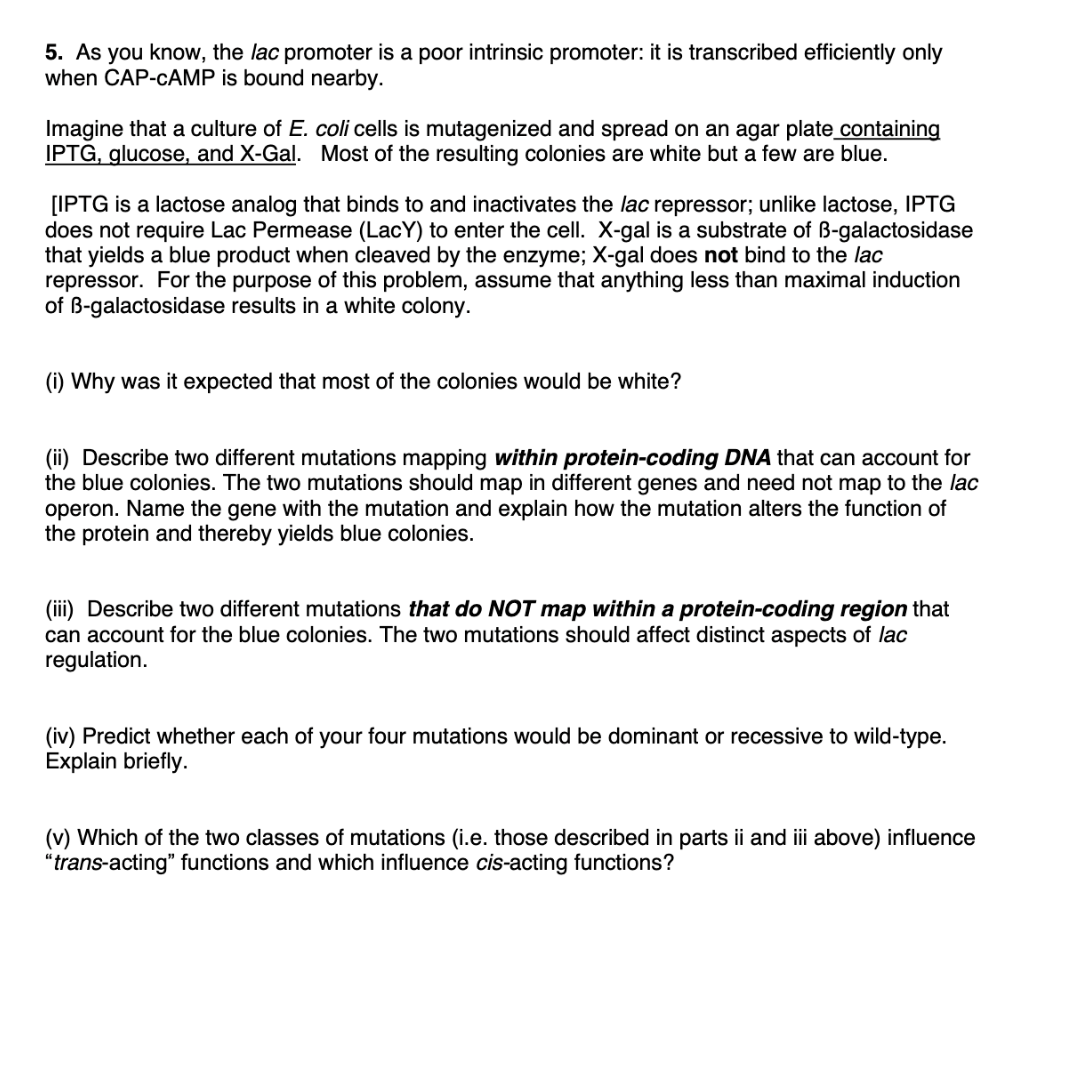 5. As you know, the lac promoter is a poor intrinsic promoter: it is transcribed efficiently only
when CAP-CAMP is bound nearby.
Imagine that a culture of E. coli cells is mutagenized and spread on an agar plate containing
IPTG, glucose, and X-Gal. Most of the resulting colonies are white but a few are blue.
[IPTG is a lactose analog that binds to and inactivates the lac repressor; unlike lactose, IPTG
does not require Lac Permease (LacY) to enter the cell. X-gal is a substrate of B-galactosidase
that yields a blue product when cleaved by the enzyme; X-gal does not bind to the lac
repressor. For the purpose of this problem, assume that anything less than maximal induction
of B-galactosidase results in a white colony.
(i) Why was it expected that most of the colonies would be white?
(ii) Describe two different mutations mapping within protein-coding DNA that can account for
the blue colonies. The two mutations should map in different genes and need not map to the lac
operon. Name the gene with the mutation and explain how the mutation alters the function of
the protein and thereby yields blue colonies.
(iii) Describe two different mutations that do NOT map within a protein-coding region that
can account for the blue colonies. The two mutations should affect distinct aspects of lac
regulation.
(iv) Predict whether each of your four mutations would be dominant or recessive to wild-type.
Explain briefly.
(v) Which of the two classes of mutations (i.e. those described in parts ii and iii above) influence
"trans-acting" functions and which influence cis-acting functions?