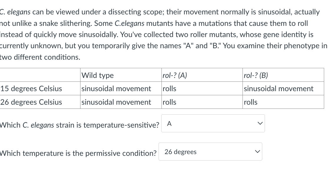 C. elegans can be viewed under a dissecting scope; their movement normally is sinusoidal, actually
not unlike a snake slithering. Some C.elegans mutants have a mutations that cause them to roll
instead of quickly move sinusoidally. You've collected two roller mutants, whose gene identity is
currently unknown, but you temporarily give the names "A" and "B." You examine their phenotype in
two different conditions.
15 degrees Celsius
26 degrees Celsius
Wild type
rol-? (A)
sinusoidal movement
rolls
sinusoidal movement rolls
Which C. elegans strain is temperature-sensitive? A
Which temperature is the permissive condition?
26 degrees
rol-? (B)
sinusoidal movement
rolls