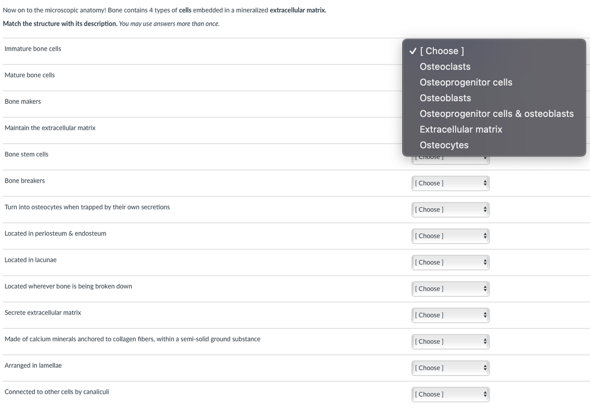 Now on to the microscopic anatomy! Bone contains 4 types of cells embedded in a mineralized extracellular matrix.
Match the structure with its description. You may use answers more than once.
V [ Choose ]
Immature bone cells
Osteoclasts
Mature bone cells
Osteoprogenitor cells
Osteoblasts
Bone makers
Osteoprogenitor cells & osteoblasts
Maintain the extracellular matrix
Extracellular matrix
Osteocytes
Bone stem cells
TChoose j
Bone breakers
[ Choose ]
Turn into osteocytes when trapped by their own secretions
Choose ]
Located in periosteum & endosteum
[ Choose ]
Located in lacunae
[Choose ]
Located wherever bone is being broken down
[ Choose ]
Secrete extracellular matrix
[ Choose ]
Made of calcium minerals anchored to collagen fibers, within a semi-solid ground substance
[ Choose ]
Arranged in lamellae
Choose ]
Connected to other cells by canaliculi
[ Choose ]
