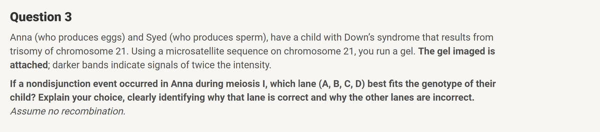 Question 3
Anna (who produces eggs) and Syed (who produces sperm), have a child with Down's syndrome that results from
trisomy of chromosome 21. Using a microsatellite sequence on chromosome 21, you run a gel. The gel imaged is
attached; darker bands indicate signals of twice the intensity.
If a nondisjunction event occurred in Anna during meiosis I, which lane (A, B, C, D) best fits the genotype of their
child? Explain your choice, clearly identifying why that lane is correct and why the other lanes are incorrect.
Assume no recombination.