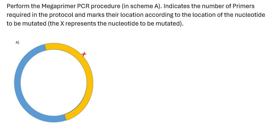 Perform the Megaprimer PCR procedure (in scheme A). Indicates the number of Primers
required in the protocol and marks their location according to the location of the nucleotide
to be mutated (the X represents the nucleotide to be mutated).
A)