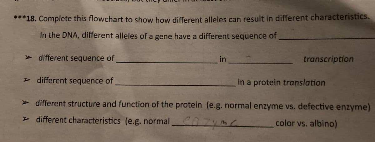 ***18. Complete this flowchart to show how different alleles can result in different characteristics.
In the DNA, different alleles of a gene have a different sequence of
> different sequence of
transcription
> different sequence of
in a protein translation
> different structure and function of the protein (e.g. normal enzyme vs. defective enzyme)
> different characteristics (e.g. normal
color vs. albino)
in
