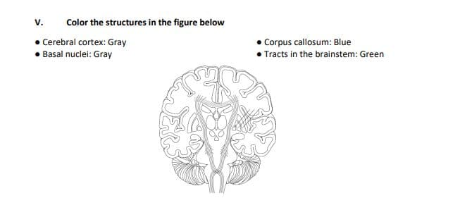 V.
Color the structures in the figure below
• Cerebral cortex: Gray
• Basal nuclei: Gray
Corpus callosum: Blue
• Tracts in the brainstem: Green
