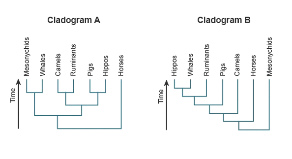 Cladogram A
Cladogram B
Time
Mesonychids
Whales
Camels
Ruminants
Pigs
soddiH
Horses
Time
Hippos
Whales
Ruminants
Pigs
Camels
Horses
Mesonychids
