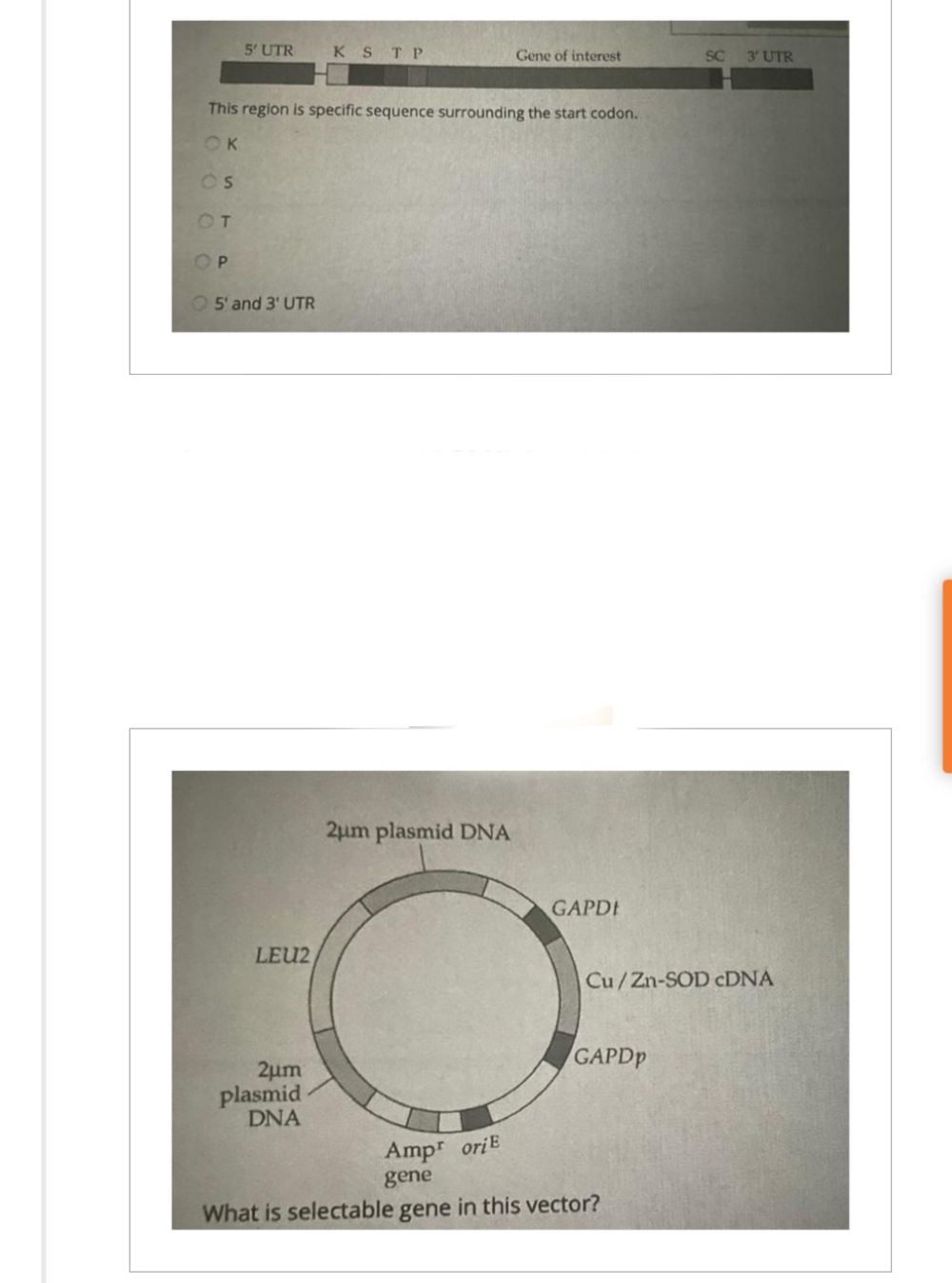 5' UTR
5' and 3' UTR
This region is specific sequence surrounding the start codon.
OK
Os
OT
OP
LEU2
KSTP
2μm
plasmid
DNA
Gene of interest
2μm plasmid DNA
GAPDI
GAPDP
SC
Cu/Zn-SOD cDNA
Amp oriE
gene
What is selectable gene in this vector?
3' UTR