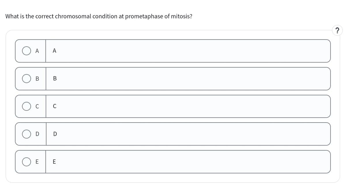 What is the correct chromosomal condition at prometaphase of mitosis?
О
O
O
О
O
A
A
B
B
C
C
D
D
E
E