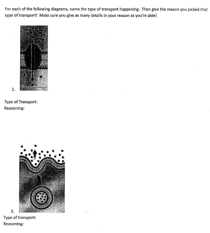 For each of the following diagrams, name the type of transport happening. Then give the reason you picked that
type of transport! Make sure you give as many details in your reason as you're able!
Type of Transport:
Reasoning:
2.
Type of transport:
Reasoning:
