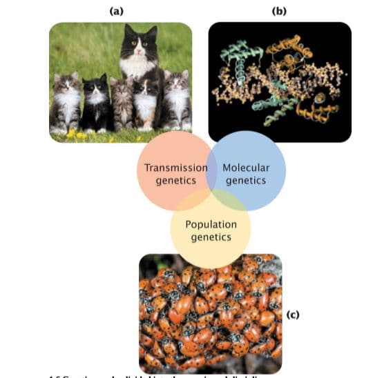 (a)
(b)
Transmission Molecular
genetics
genetics
Population
genetics
(c)
