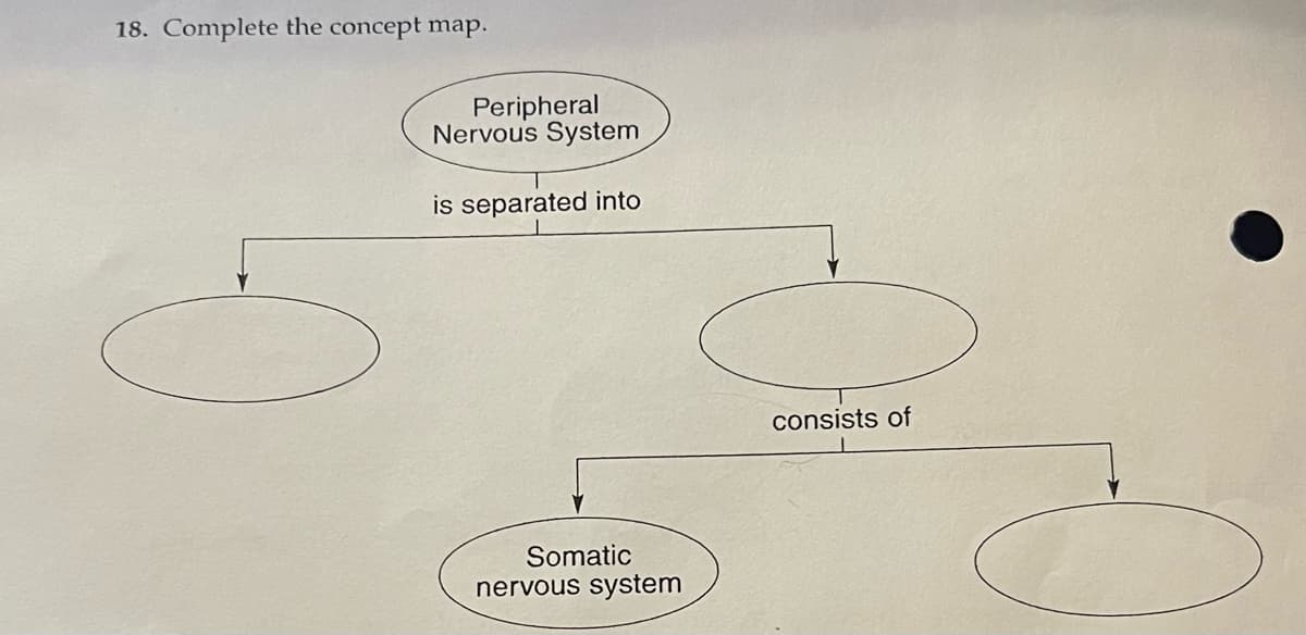18. Complete the concept map.
Peripheral
Nervous System
is separated into
Somatic
nervous system
consists of