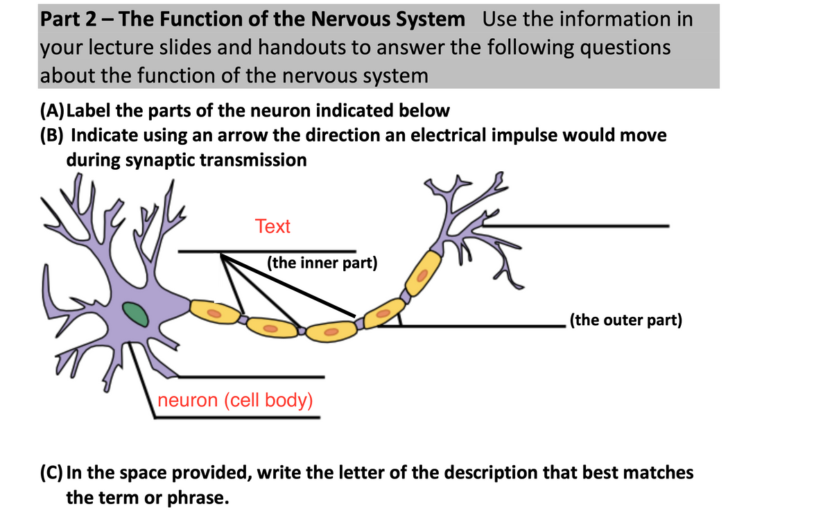 Part 2- The Function of the Nervous System Use the information in
your lecture slides and handouts to answer the following questions
about the function of the nervous system
(A) Label the parts of the neuron indicated below
(B) Indicate using an arrow the direction an electrical impulse would move
during synaptic transmission
Тext
(the inner part)
(the outer part)
neuron (cell body)
(C) In the space provided, write the letter of the description that best matches
the term or phrase.
