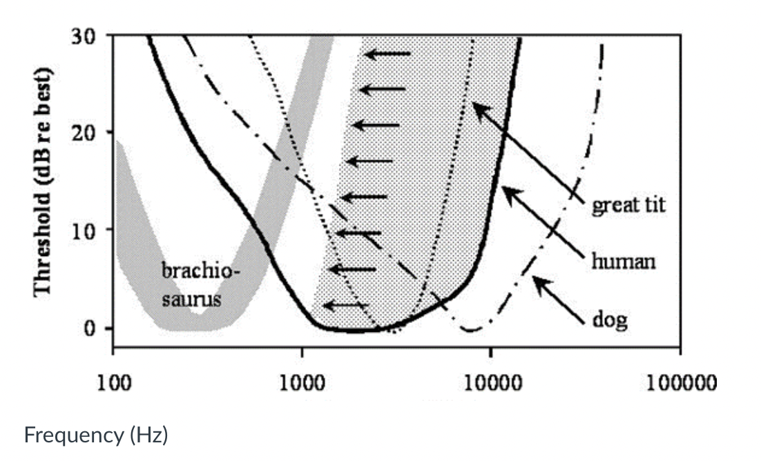 30
20
10
brachio-
0
100
Frequency (Hz)
saurus
1000
10000
great tit
human
dog
100000