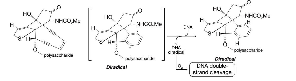 H
ㅎ
H-
-NHCO₂Me
polysaccharide
HO
SH-
--NHCO₂Me
polysaccharide
Diradical
DNA
DNA
diradical
ㅎ
S H
H
DNA double-
strand cleavage
Diradical
-NHCO₂Me
H
polysaccharide