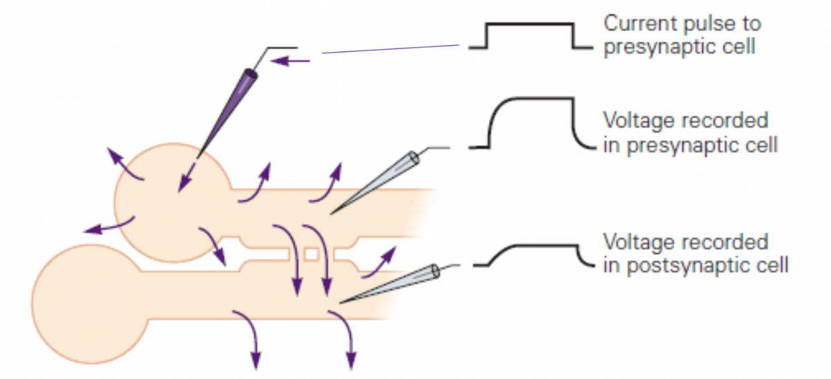 Current pulse to
presynaptic cell
Voltage recorded
in presynaptic cell
Voltage recorded
in postsynaptic cell